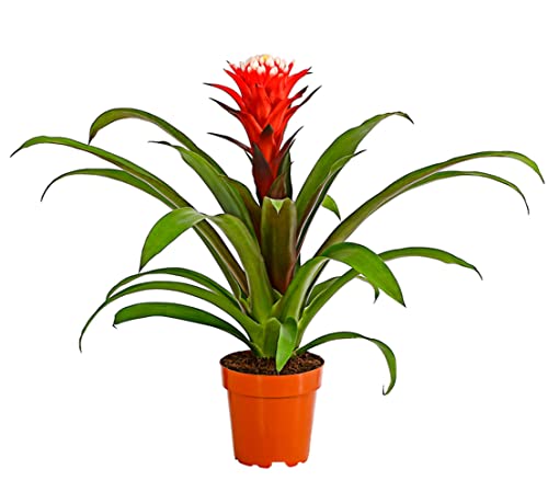 Dehner Guzmanie Deseo, Guzmania cultivars, rot-weiße Rosette, 40-50 cm, Ø Topf 12 cm, Zimmerpflanze