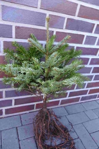 Nordmanntannen Set – 35 Jungpflanzen | 25× 5-jährige + 10× 2-jährige Abies nordmanniana | Weihnachtsbaum-Anzucht & immergrüne Gartenbäume | Wurzelware