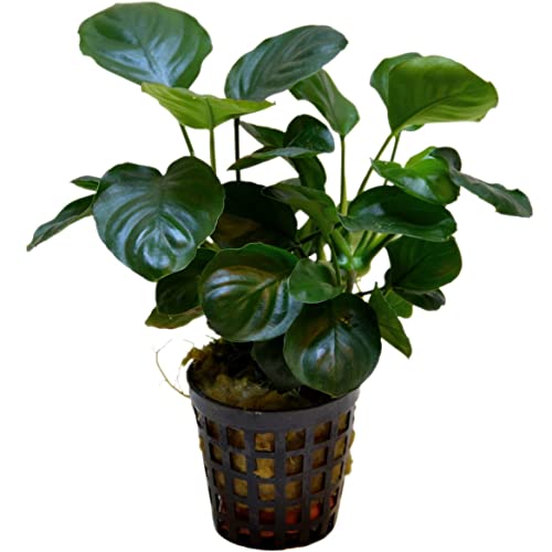 Anubias barteri var. nana