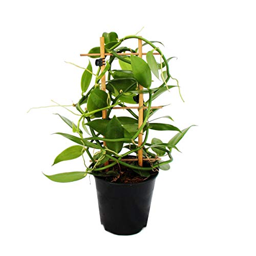 Vanilla planifolia Kletterorchidee am Spalier 11cm Topf