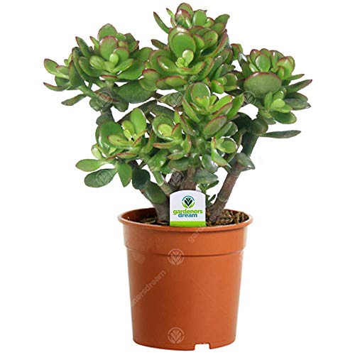 Gardeners Dream Crassula Ovata - Geldbaum Zimmerpflanze - Echt, Kompakt, Immergrün & Winterhart - Echte Sukkulenten im Topf - Echte Pflanzen Deko - Luftreinigende Zimmerpflanzen - Pflegeleicht
