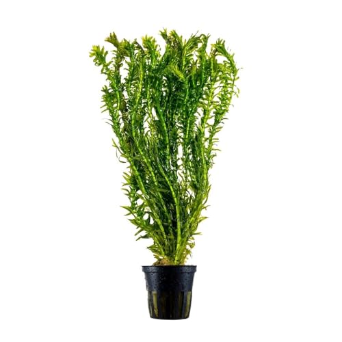 AquaOne Aquarium Pflanze Elodea Canadensis I Kanadische Wasserpest Wasserpflanze Aquariumpflanze Stängelpflanze einfach pflegeleicht Aquascaping Dekoration