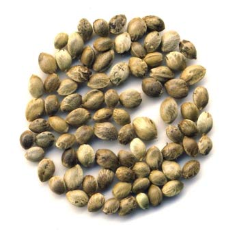 Hanf Samen ganz BIO (Europa), ganz 1kg von Dragonspice Naturwaren, ganz 1kg