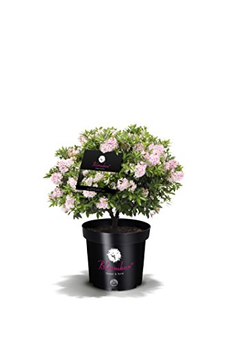 !!WELTNEUHEIT!! Bloombux® – flower & form by INKARHO® 25-30 cm breit im 2 Liter Pflanzcontainer