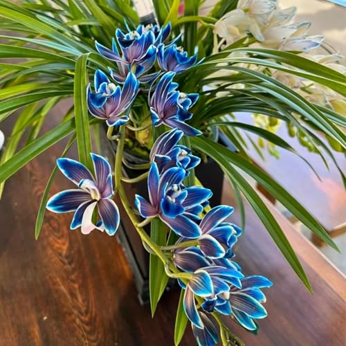 Cymbidium,Winterhart,Seltene,Cymbidium mehrjährig,Cymbidium Orchidee,Dekorative,Wasserbedarf gering,phalaenopsis orchidee echt,Garten.-3knolle-I