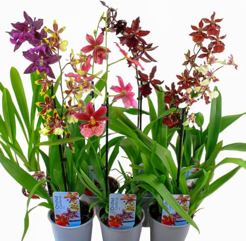 Orchideen Echte Pflanzen Cambria - 3 große Zimmerpflanzen aus Holland - 30-40 cm hoch mit Blüten - 3 Farben - Leicht Duftend (keine Samen, nicht künstlich, ohne Dünger und mit Topf)