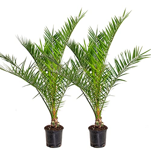 Bloomique - 2er-Set - Phoenix Canariensis - Kanarische Dattelpalme - Palme - Balkonpflanzen Winterhart - Höhe 80-100 cm - Topf 19 cm