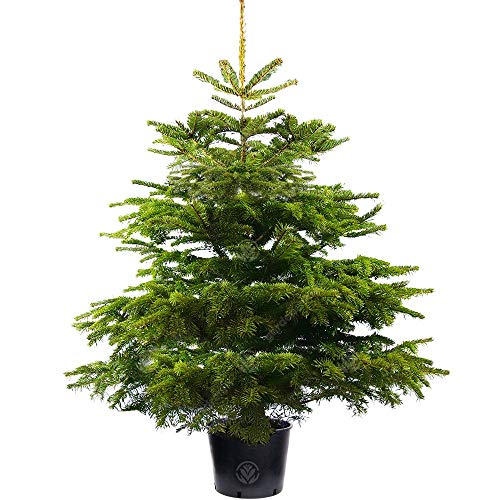 Gardeners Dream Echte Nordmanntanne im Topf Gewachsen - Nachhaltiger Weihnachtsbaum 150 cm - Real Christmas Tree - Echter Weihnachtsbaum im Topf - Nordmanntanne zum Pflanzen im Garten nach Weihnachten