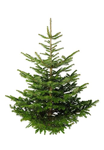 pille-baumschulen Echter Premium Weihnachtsbaum Nordmanntanne Tannenbaum Christbaum frisch geschlagen 1. Wahl versch. Größen (150-175 cm)