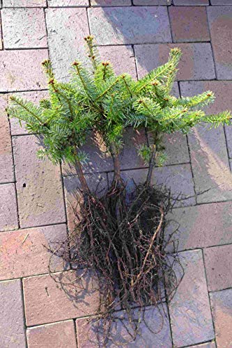 Nordmanntannen Set – 10st : 5 Nordmanntannen 5j. + 5 Nordmanntannen 2j. | Weihnachtsbaum-Anzucht & immergrüne Gartenbäume | Wurzelware