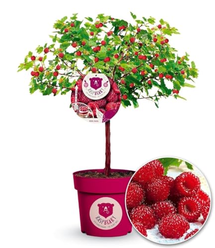 BALDUR Garten 1x Himbeer-Baum Raspbeary® mit Stamm & Krone, Pflanze im 4,6 Liter-Topf, winterhart, mehrjährig, pflegeleicht, Rubus idaeus, Himbeere, essbare Früchte, Obst-Rarität