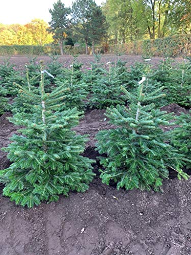 Nordmann-Tanne - Abies nordmanniana - Im Topf gewachsen - In unterschiedlichen Liefergrößen - Der nachhaltige Weihnachtsbaum (Im 10 Liter Container 100-120 cm)