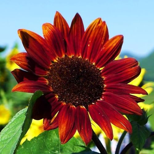 50Pcs/Beutel Sonnenblumensamen £¬Geeignet f¨¹r T?pfe und Outdoor - Ideal f¨¹r Balkon, Terrasse, kleiner Garten