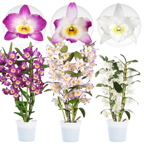 Orchideen Echte Pflanzen - Bambus Dendrobium Nobile Kollektion - 3 große Zimmerpflanzen aus Holland - 30-40 cm hoch - blühend und duftend (Nicht künstlich, ohne Dünger und Topf, keine Samen)
