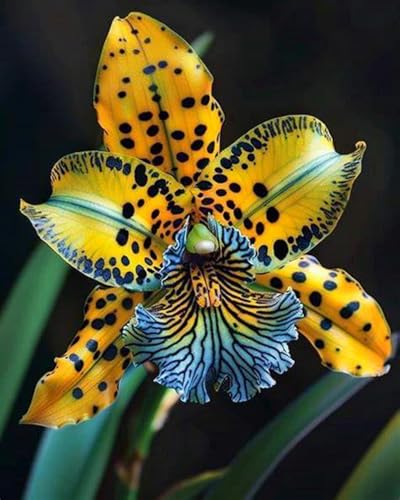 MehrjäHrige Cymbidium-Rhizom, üBerraschendes Wachstum, Gartendekoration, Kein GießEn Erforderlich,Winterhart-5 Rhizom-J