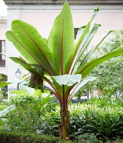 BALDUR Garten 1x Winterharte Bananen Pflanze 'rot', Pflanze im 12 cm-Topf