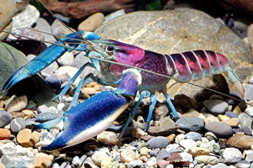 Blau-Rosa Krebs - Cherax pulcher - Wunderschöner Aquarienkrebs für Aquarium