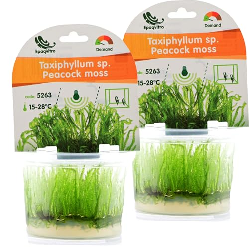 AquaBreedingSkill Aquarium Pflanzen Echt – InVitro Taxiphyllum Moos – Wasserpflanzen für Aquarium – Aquariumpflanzen ohne Schnecken & Algen – Ideal für Aquascaping & Garnelen (Peacock 2 pcs)