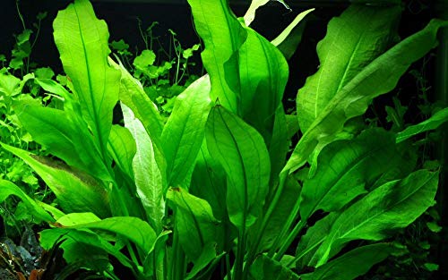 Tropica Aquarium Pflanze Echinodorus bleheri im Topf Topf Nr.071 Wasserpflanzen Aquariumpflanzen