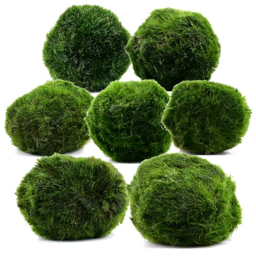 AquaBreedingSkill – Größe 3 cm – Set aus 7 Marimo Moosbällen – Lebende Aquariumpflanze - Natürlicher Biologischer Filter Umweltfreundliche Dekoration für Garnelen und Fische