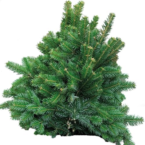 Schnittgrün 10 kg frische Tannenzweige von der Nordmanntanne LIEBLINGSTANNE