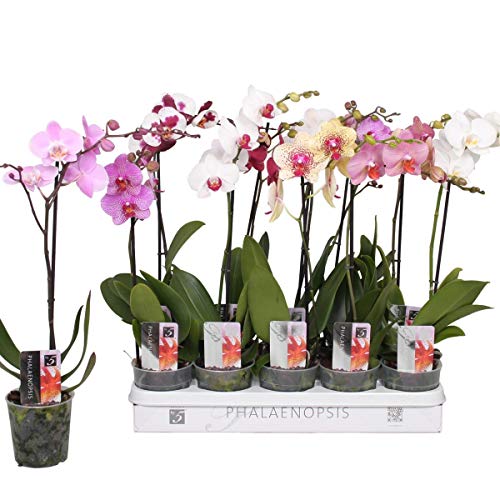 1 Stück Phalaenopsis 50-60 cm / 1 Trieb Blüten - Orchideen - Topforchidee