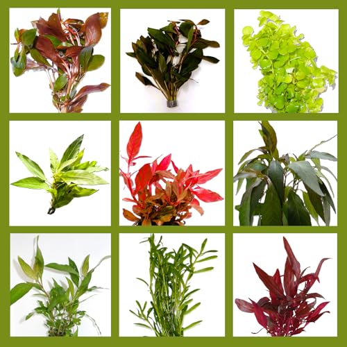 WASSERPFLANZEN WOLFF - 6 Bunde mit schönen kräftigen Aquariumpflanzen - großes buntes Pflanzen Sortiment für ein 60 Liter Aquarium, Wasserpflanzen-Set für alle Bereiche, vorne, Mitte und hinten