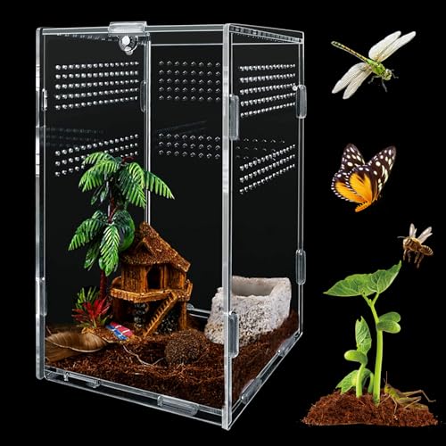 MINISOISO Reptilien Terrarium Box, 12x12x20cm 360° Mini Transparente Acryl Terrarium, Reptil Fütterungsbox, Insekten Futterbox, Reptilien Aufzuchtbox für Spinnen, Skorpion, Käfer, Gehörnter Frosch