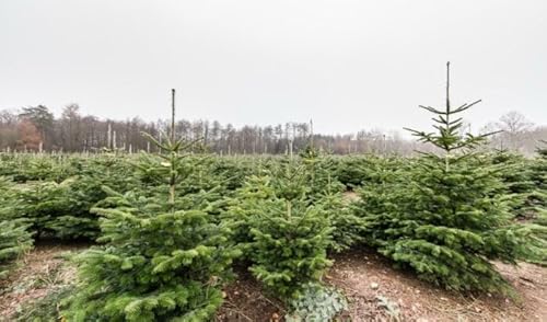25 Nordmanntanne 25–40 cm 5 Jahre Abies nordmanniana Premium Wurzelware vom Züchter Gleichmäßige Wuchsform Ideal für Weihnachtsbaum Nadelgehölze