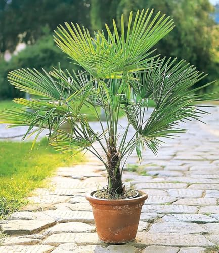 BALDUR-Garten 1x Winterharte Kübel-Palme, Pflanze im 13 cm-Topf