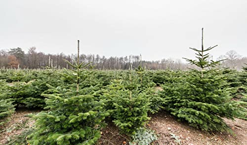5st. Nordmanntanne 4-jährig 15-25cm – Abies nordmanniana Jungpflanze | Immergrüner Nadelbaum für Weihnachtsbaum-Anzucht & Garten | Wurzelware