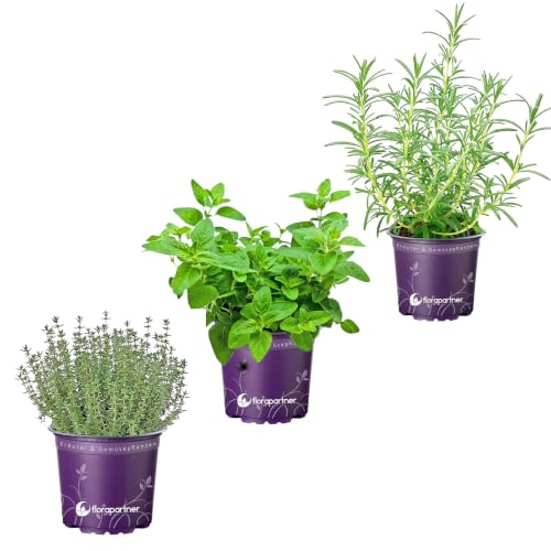 Kräuterpflanzen 3er-Set