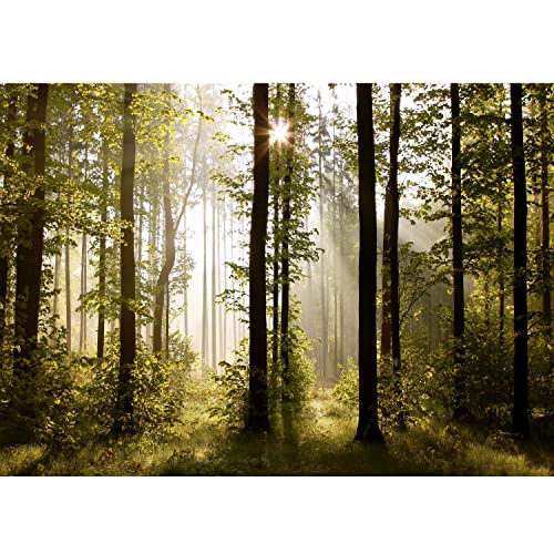 Runa Art Fototapete Wald Landschaft Sonne 352 x 250 cm Vlies Tapeten XXL Moderne Wandtapete Wohnzimmer Schlafzimmer Grün Braun 9010011a