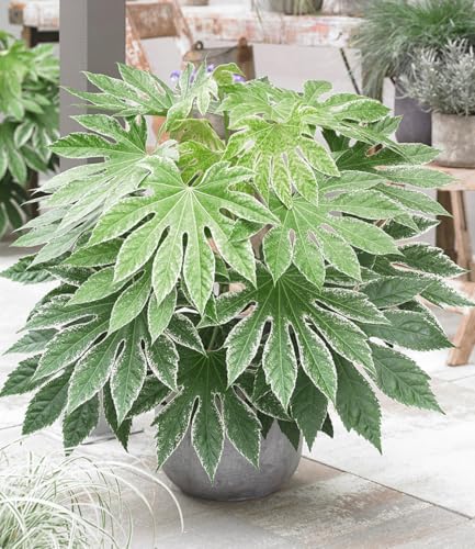 BALDUR Garten Zimmeraralie 'Spiderweb®',1 Pflanze Fatsia japonica, Blickfang Wohnung oder Balkon, pflegeleicht, auffällige grüne Blätter, mehrjährig, frostfrei halten