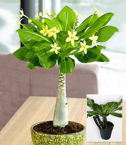 BALDUR Garten 1x Hawaii-Palme, Pflanze im 12 cm-Topf