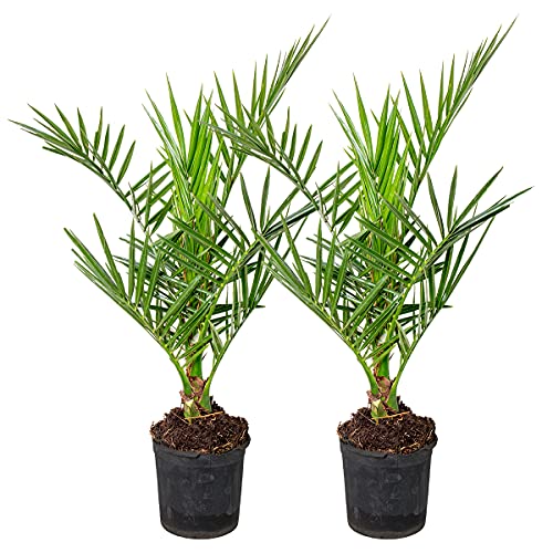 Bloomique - 2er-Set - Phoenix Canariensis - Kanarische Dattelpalme - Palme - Balkonpflanzen Winterhart - Höhe 50-70 cm - Topf 15 cm