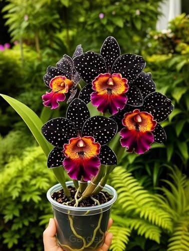 MehrjäHrige Cymbidium-Rhizom,üBerraschendes Wachstum,Gartendekoration,Kein GießEn Erforderlich,Winterhart-5 Rhizom-H