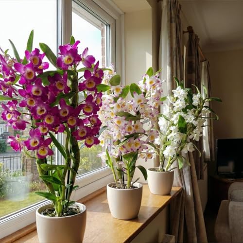 Orchideen Echte Pflanzen - Bambus Dendrobium Nobile Kollektion - 3 große Zimmerpflanzen aus Holland - 30-40 cm hoch - blühend und duftend (Nicht künstlich, ohne Dünger und Topf, keine Samen)