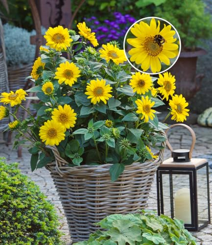 BALDUR Garten 1x Winterharte Sonnenblume SunCatcher®, Pflanze im 13 cm-Topf, Helianthus, bienen- & schmetterlingsfreundlich, winterharte Stauden-Sonnenblume, mehrjährig, blühend