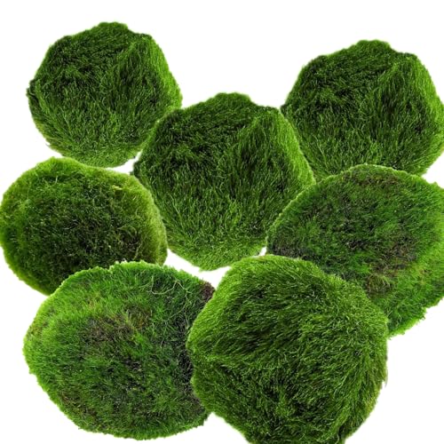 AquaBreedingSkill – Größe 3 cm – Set aus 7 Marimo Moosbällen – Lebende Aquariumpflanze - Natürlicher Biologischer Filter Umweltfreundliche Dekoration für Garnelen und Fische