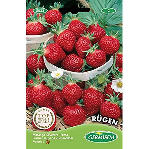 Germisem Erdbeere RÜGEN