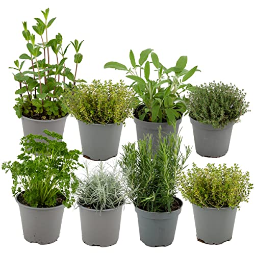 ZynesFlora 8 Stück Italienische Kräuter Pflanzen im Ø 14 cm Pflanzentopf - Höhe: 12-15 cm - Kräutergarten Rosmarin Thymian Lavendel Bohnenkraut Salbei und Oregano.