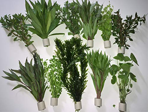 Aquarienpflanzen Wasserpflanzen verschiedene 50 Stängel 5 Extra dick Bund