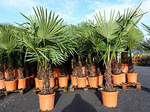 gruenwaren jakubik XXL Palme winterhart 140-160 cm Trachycarpus fortunei, Hanfpalme, Top-Qualität