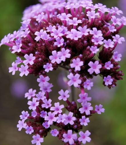 BALDUR Garten 3x Argentinisches Eisenkraut, Pflanzen im 9x9 cm-Topf, Verbena bonariensis, bienenfreundlich, winterharte Staude, mehrjährig, für Standort in der Sonne geeignet, blühend