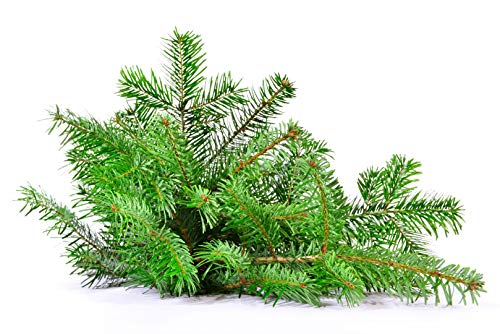frisches Tannengrün Nordmanntanne Schnittgrün echte Tannenzweige Handbund Advent Verschiedene Kilo Bunde verfügbar (5,00 kg)