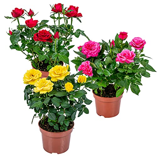 Bloomique - 3er-Mix - Topfrosen - Rot, Gelb, Rosa - Für drinnen und draußen geeignet - Zimmerpflanzen - Gartenpflanzen - Terrassenpflanzen - Winterhart - Höhe 20-30 cm - Topf 12 cm
