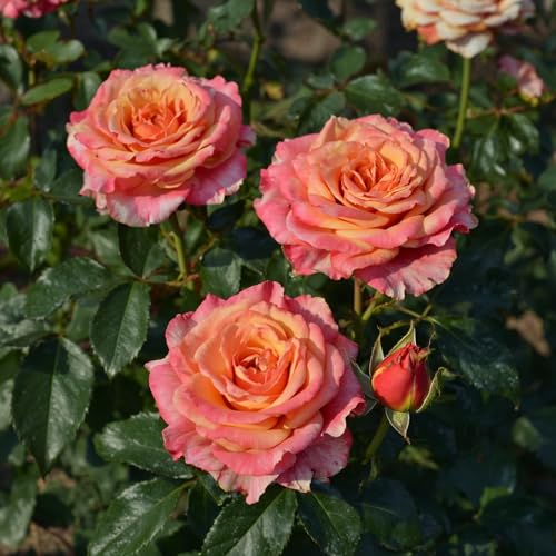 Rosen Pflanzen Rosa - 1 Pflanze - Stauden Winterhart Mehrjährig - Duftende Echte Rosen aus Holland - für Garten und Topf (keine Samen, nicht künstlich)