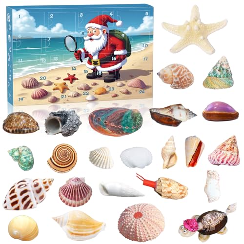 Muschel-Adventskalender 2025, 24 Tage Natürliche Muscheln Sammlung, Countdown-Kalender für Kinder