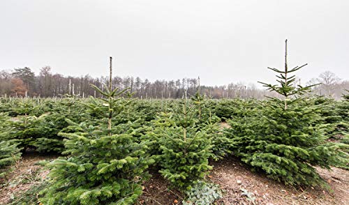 Weihnachtsbaum